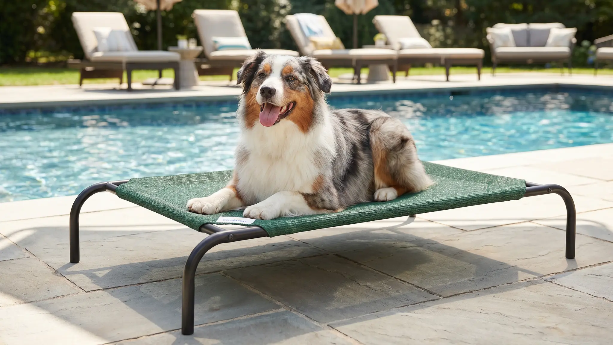 Coolaroo Elevated Dog Bed Review 2026: Pros and Cons 2 Coolaroo Elevated Dog Bed in action