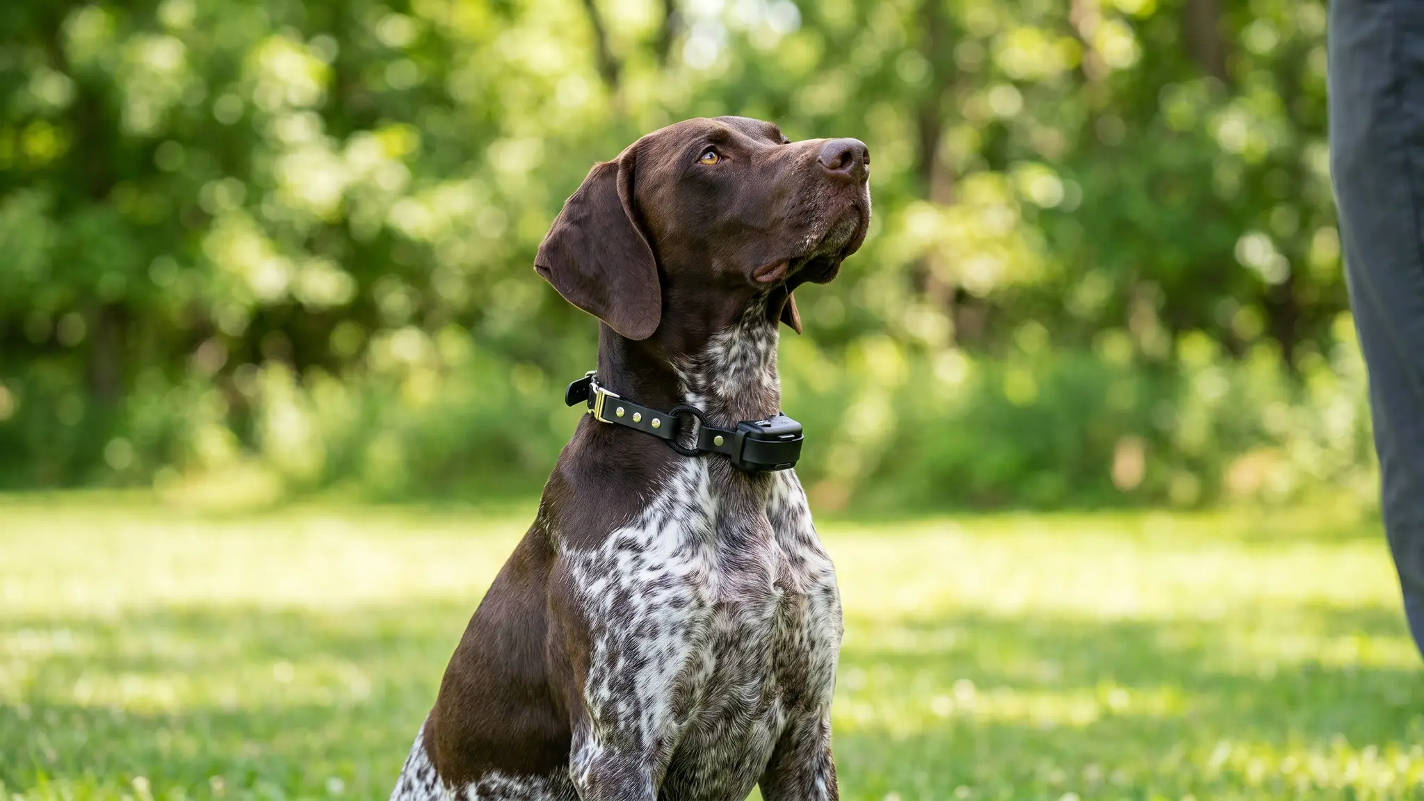 Educator Quick Snap Collar in action
