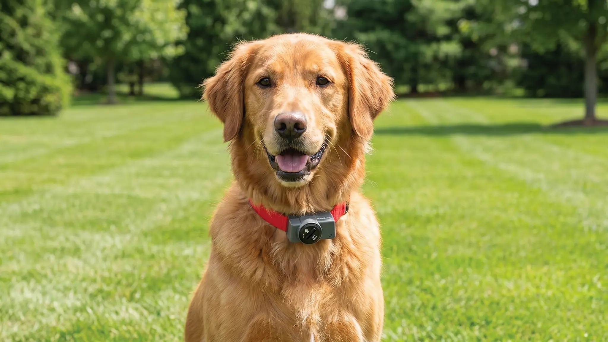 PetSafe Receiver Collar in action