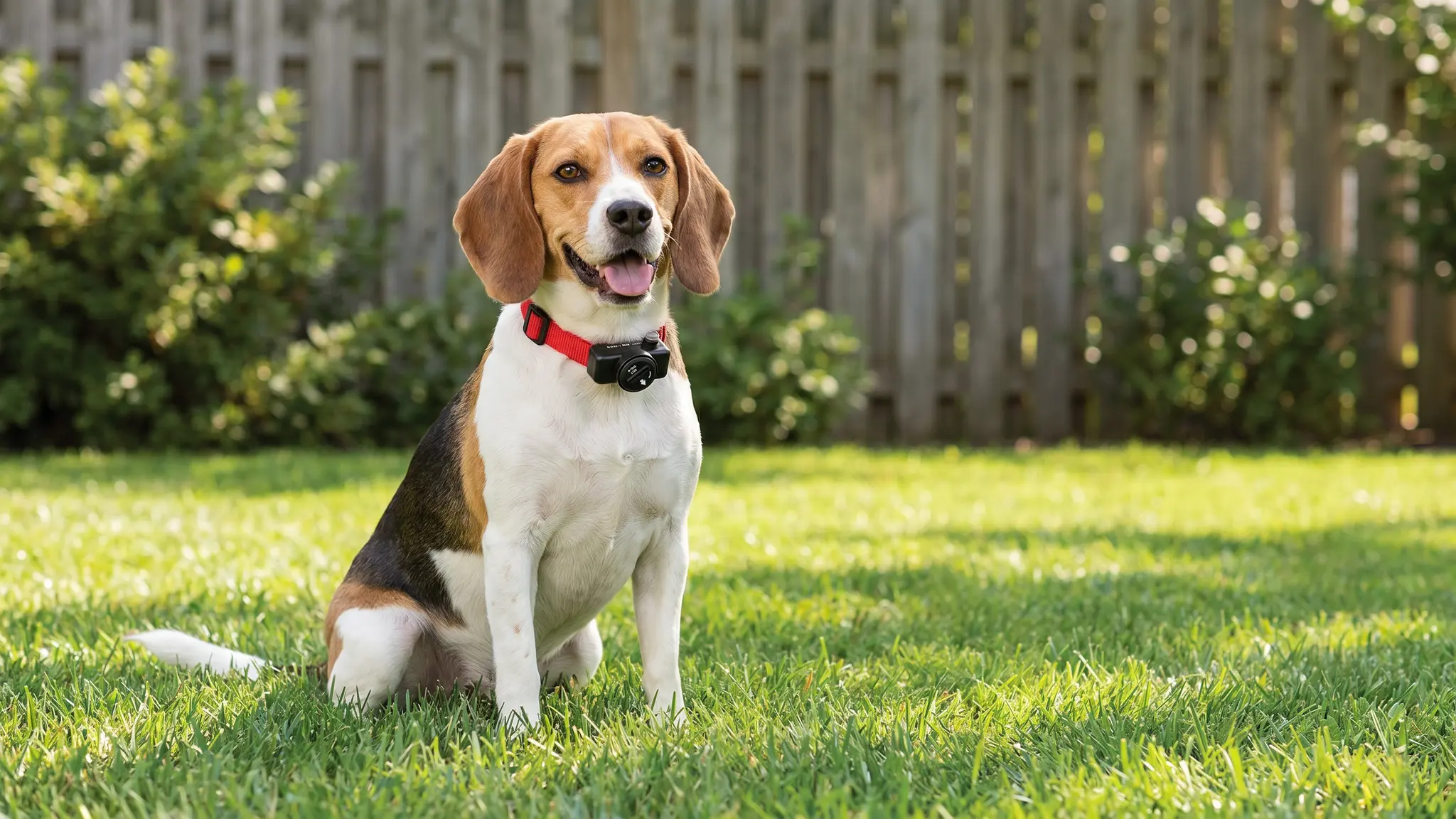 PetSafe Ultralight Collar in action