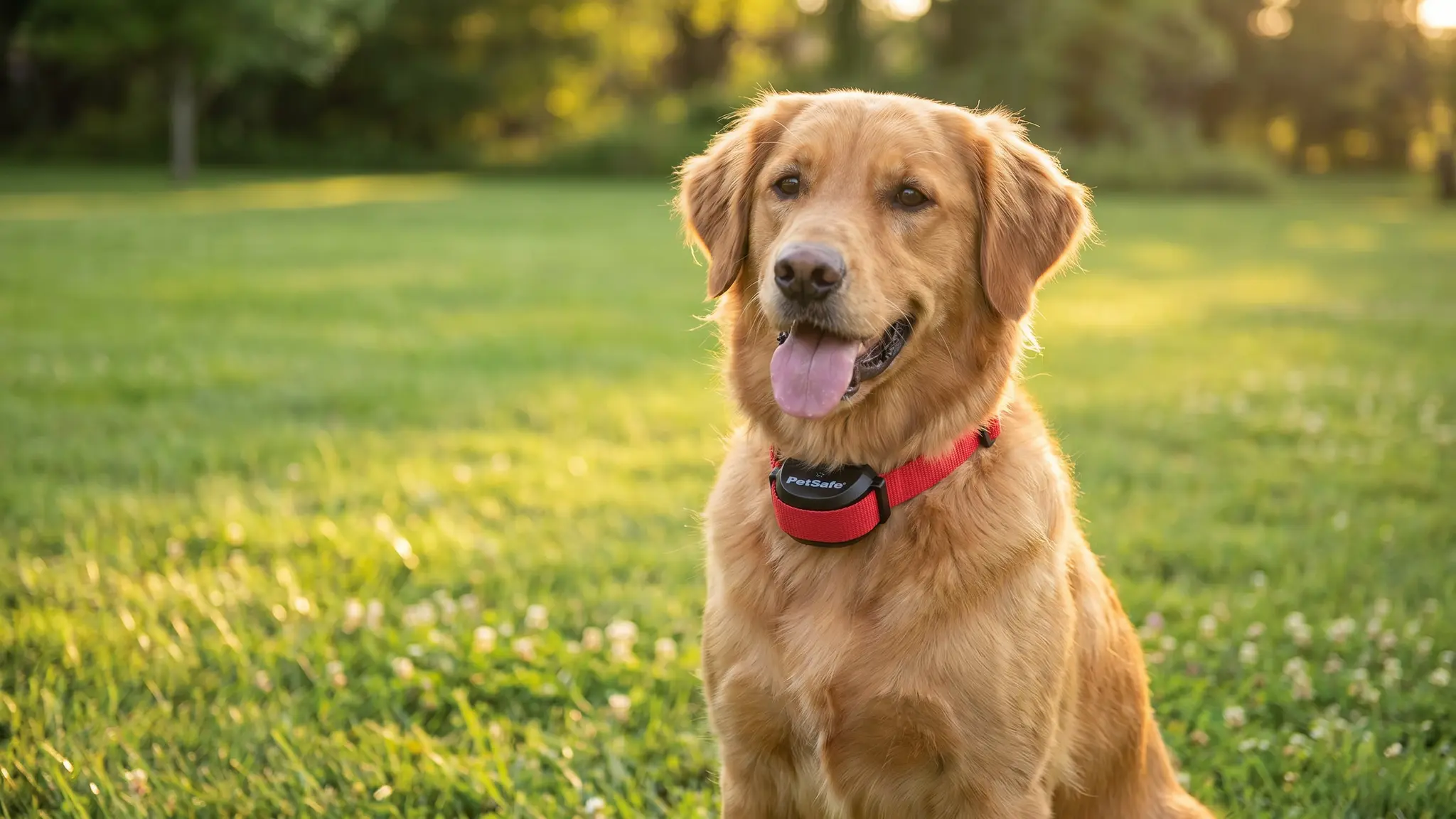 PetSafe Wireless Fence Collar in action