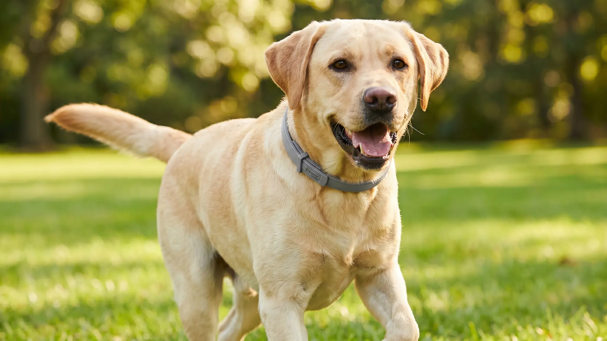Seresto Flea Collar Review 2026: Is It Safe for Dogs? 2 Seresto Flea Collar in action