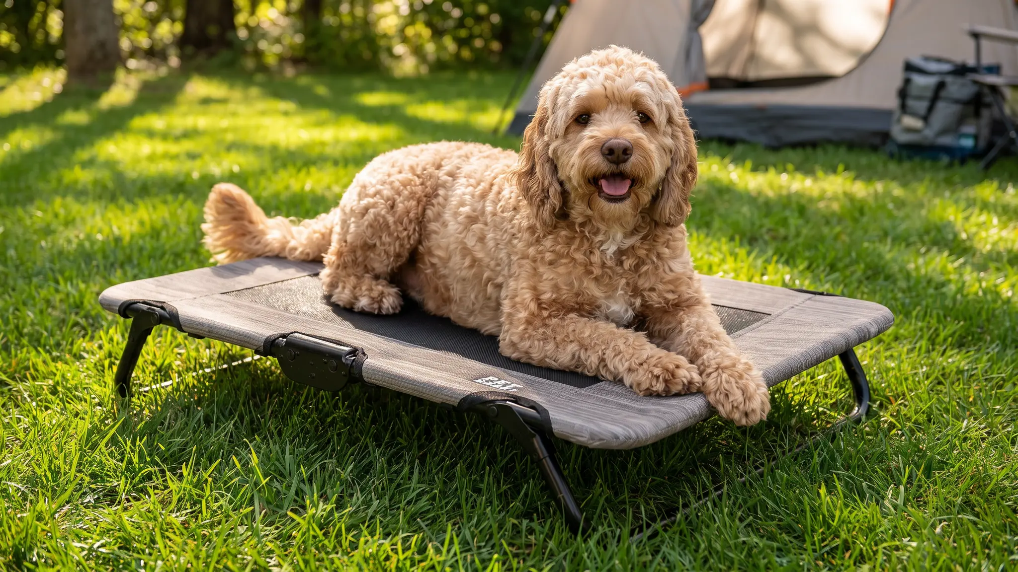 Pet Gear Lifestyle Pet Cot Elevated Bed, 30 Inch, Wheat | No Assembly Required, Premium Te in use